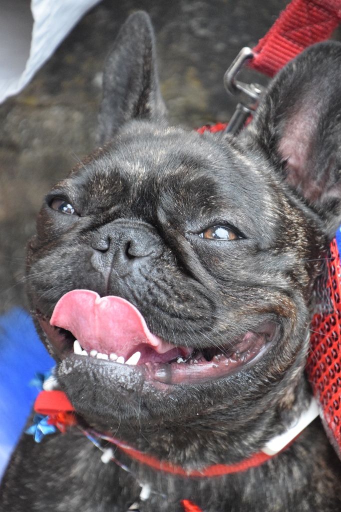 dog show 6-2019 070 (683x1024).jpg